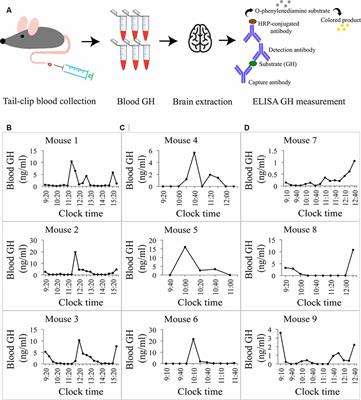 Ultradian Secretion of Growth Hormone in Mice: Linking Physiology With Changes in Synapse Parameters Using Super-Resolution Microscopy